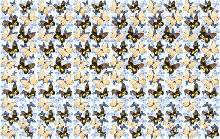 beautiful butterfly abstract texture backgroundの写真素材