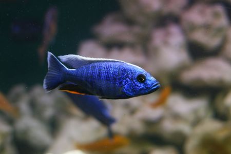 picture of tropical fish close up swim wildlifeの写真素材