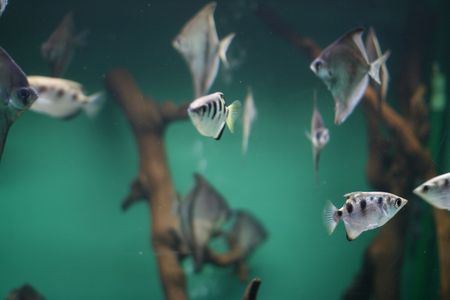 picture of tropical fish close up swim wildlifeの写真素材