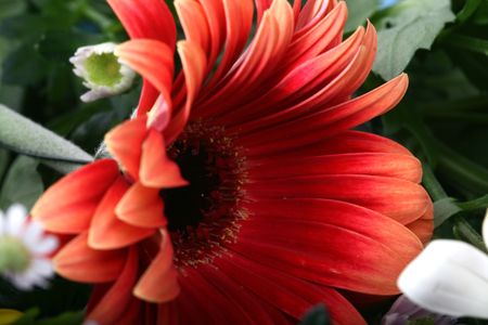 beautiful orange spring flower close-up の写真素材