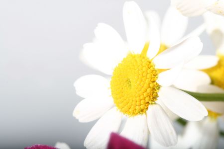 beautiful white spring flower close-up の写真素材