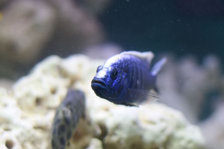 picture of tropical fish close up swim wildlifeの写真素材