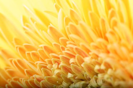 beautiful yellow spring flower close-up の写真素材