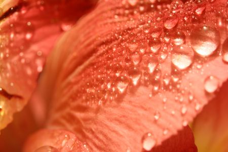 macro waterdrop on blossom red flowerの写真素材