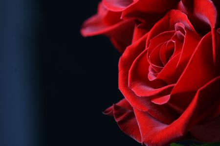 beautiful red flower close upの写真素材