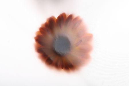 flower on white light backgroundの写真素材