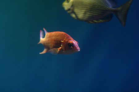 picture of tropical fish close up swim wildlifeの写真素材