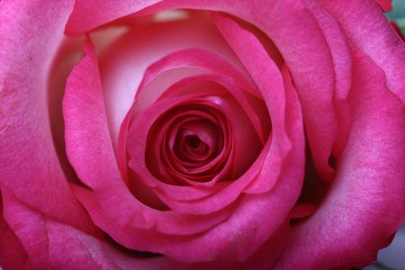pink roses on table very beautifulの写真素材