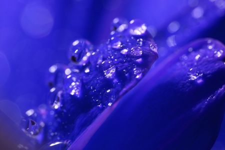 macro waterdrop on blossom red flowerの写真素材