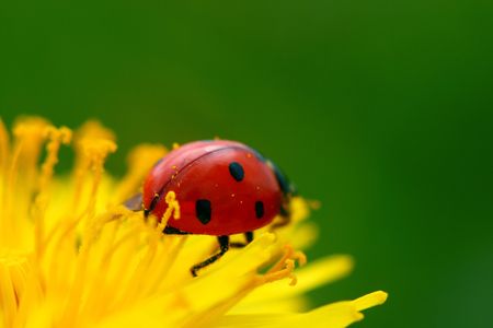 red ladybug on yellow dandelion macroの写真素材