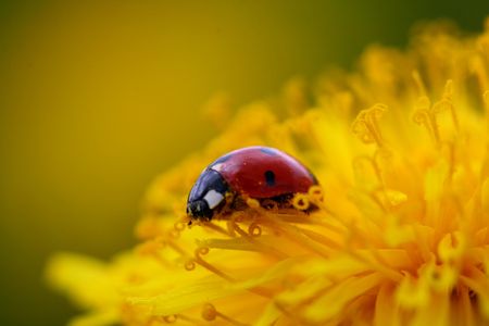red ladybug on yellow dandelion macroの写真素材