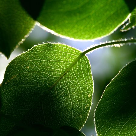 green foliage fresh nature background