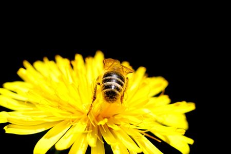 macro bee on yellow dandelion flower