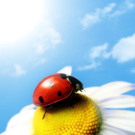 red summer ladybug on camomile under blue skyの写真素材