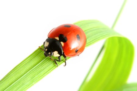 red summer ladybug on green grassの写真素材