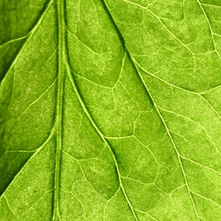 summer green leaf macro close up