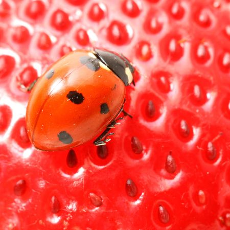 strawberry ladybug gourmet macro close up