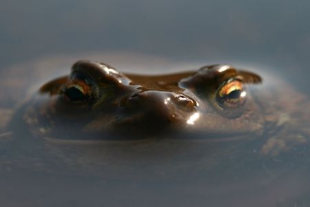brown funny toad in water の写真素材