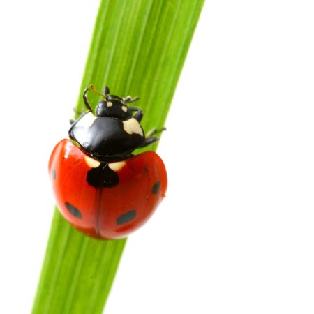 red ladybug on green grass isolated