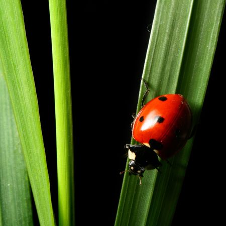 ladybug on grass isolated black backgroundの写真素材