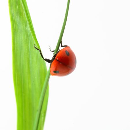 red ladybug on green grass isolatedの写真素材