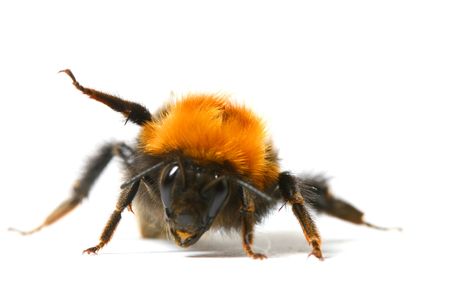 dance aerobic bumble bee isolated on white backgroundの写真素材