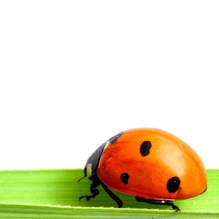 ladybug on grass isolated on whiteの写真素材