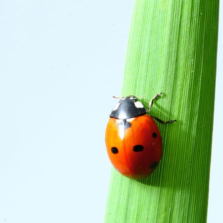 ladybug on grass isolated on white