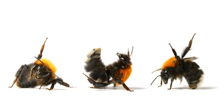 dance aerobic bumble bee isolated on white backgroundの写真素材