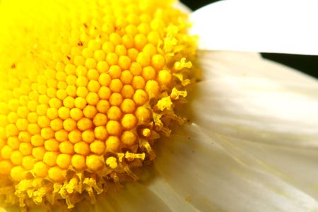 yellow flower macro close up の写真素材