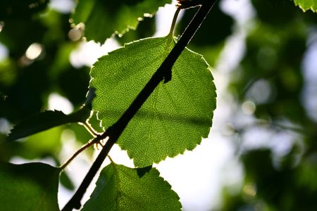 green leaf beautiful nature background