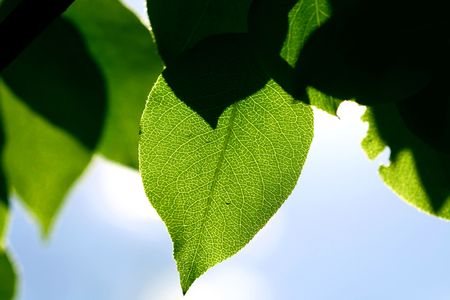 green foliage fresh nature backgroundの写真素材
