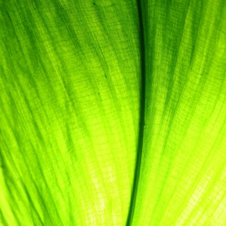 green leaf macro close up