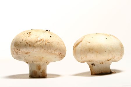 champignon close up food bacgroundの写真素材