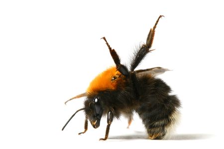 dance aerobic bumble bee isolated on white backgroundの写真素材
