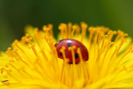red colorful ladybug on yellow dandelionの写真素材