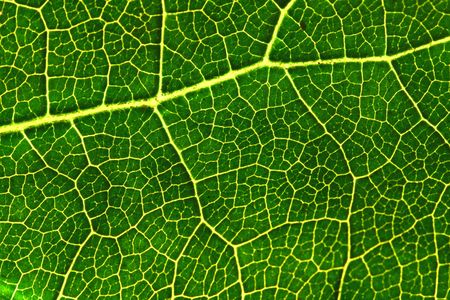 green leaf structure macro close up