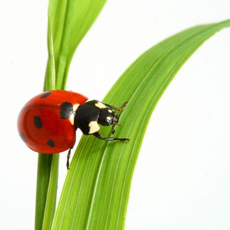 red ladybug on green grass isolatedの写真素材