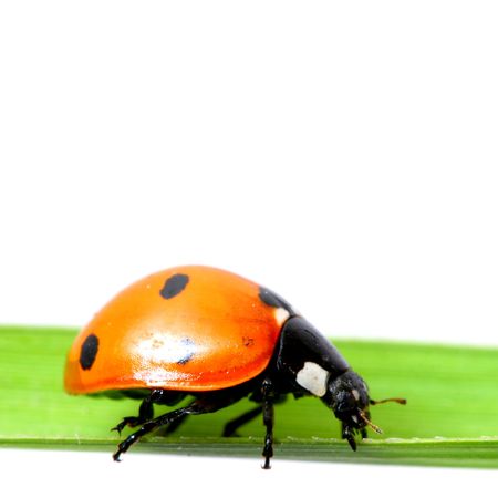 ladybug on grass isolated on whiteの写真素材