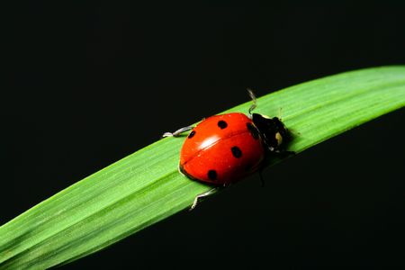 ladybug on grass black backgroundの写真素材