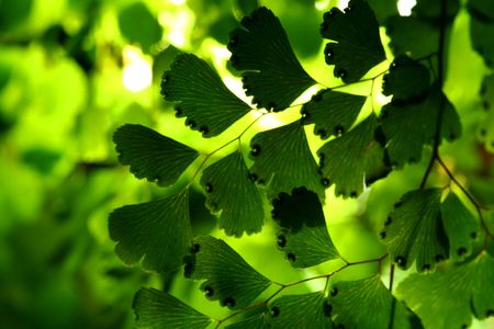 green leaf macro close upの写真素材