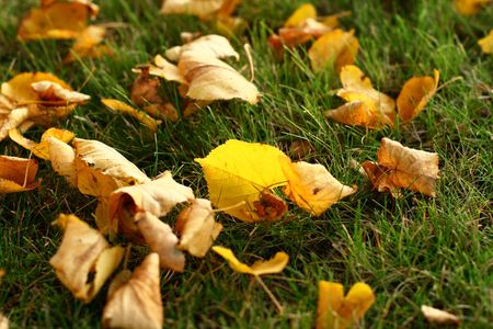 last autumn yellow leaves on grass