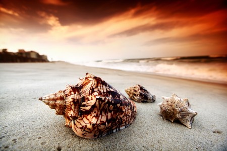 shell on sand under sunset sky