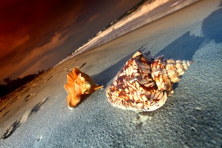 shell on sand under sunset sky