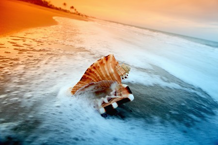 shell on sand under sunset sky