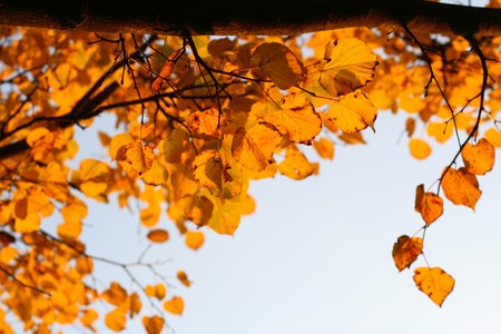 last golden leaves autumn background