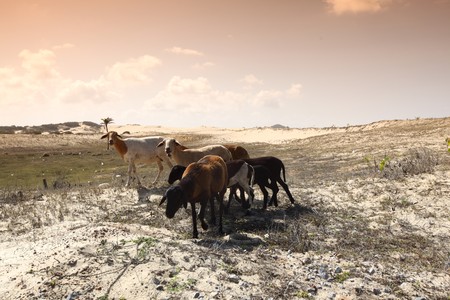goats in desert try find foodの写真素材