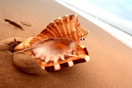 shell on sand under sunset sky