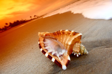 shell on sand under sunset sky