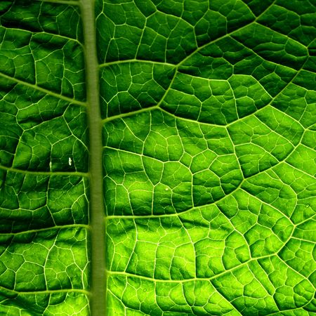 summer green leaf macro close up
